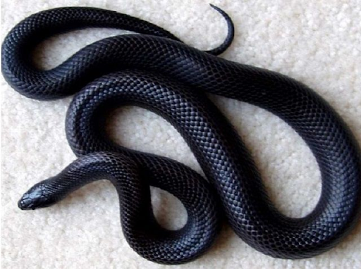 Mơ về rắn đen